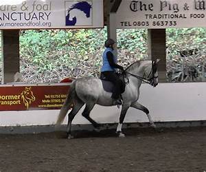 Enlightened Equitation: Riding in True Harmony with Your Horse: Part 3 of 4 (Chapters 8-10) Enlightened Equitation: Riding in True Harmony with Your Horse: Part 3 of 4 (Chapters 8-10)