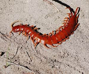 Escolopendra