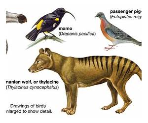 Extinction or Extermination: The Mystery of the Missing Bones Extinction or Extermination: The Mystery of the Missing Bones