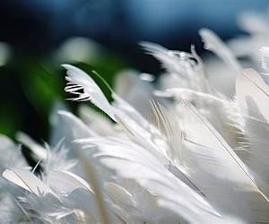 FEATHERS IN A HIGH WIND