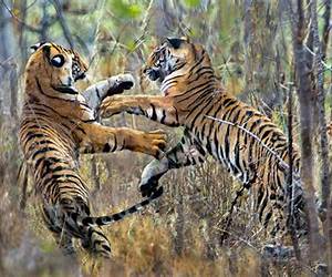 Fighting the Bengal Tiger Clan Fighting the Bengal Tiger Clan
