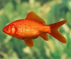 Fish (Great Little Cooking Books) Fish (Great Little Cooking Books)