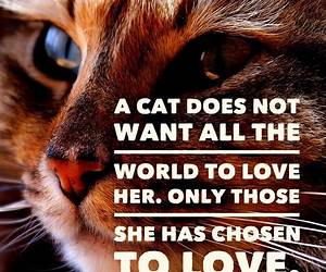 For the Love of Cats For the Love of Cats