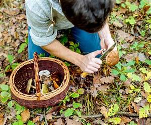 Foraging: Learn The Amazing Benefits Of These Top 9 Medicinal Herbal Foraging Healing Plants Foraging: Learn The Amazing Benefits Of These Top 9 Medicinal Herbal Foraging Healing Plants