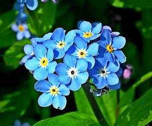 Forget Me Not: An anthology of short stories