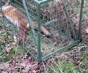 Fox Trap