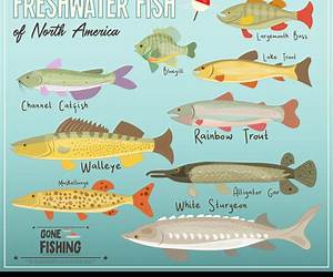 Freshwater Fishes of North America: Petromyzontidae to Catostomidae