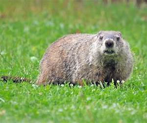 GROUNDHOGS: The Supercharged Forecaster GROUNDHOGS: The Supercharged Forecaster