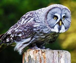 Great Gray Owl : In California, Oregon and Washing