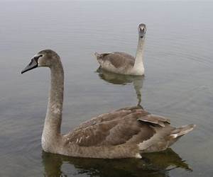 Grey Swan