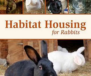 Habitat Housing for Rabbits