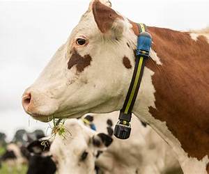 Heat Detection in Cattle: A Beginner's Guide to Estrus Detection Heat Detection in Cattle: A Beginner's Guide to Estrus Detection
