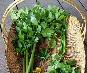 Homegrown Medicinal Herbs: Essential Tips for Growing and Using Medicinal Herbs at Home, DIY Natural Remedies and Beauty Products (Medicinal Herbs \u0026 Natural Remedies) Homegrown Medicinal Herbs: Essential Tips for Growing and Using Medicinal Herbs at Home, DIY Natural Remedies and Beauty Products (Medicinal Herbs \u0026 Natural Remedies)