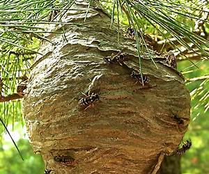 Hornet's Nest Hornet's Nest