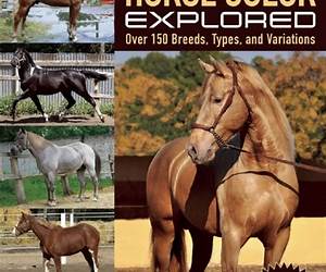 Horse Color Explored: Over 150 Breeds, Types, and Variations Horse Color Explored: Over 150 Breeds, Types, and Variations
