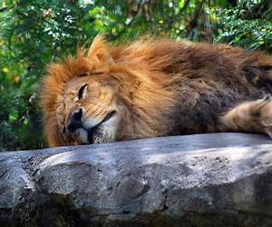 Hot Lion (Hairy \u0026 Fluffy)