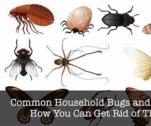 Household Pests \u0026 Bugs: Understand Pest Control and learn how natural measures can be used to prevent, control and eliminate common household pests such ... Healing, Healthy Foods and Wellness Series)