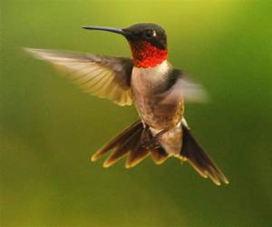 Hummingbirds Fly Backwards Hummingbirds Fly Backwards