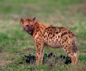 Hyenas: Built for the Hunt (Predator Profiles) Hyenas: Built for the Hunt (Predator Profiles)