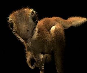 I Found a Baby Dinosaur