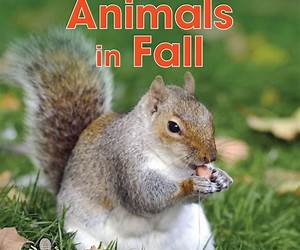 I Notice Animals in Fall (What Happens in Fall?) I Notice Animals in Fall (What Happens in Fall?)