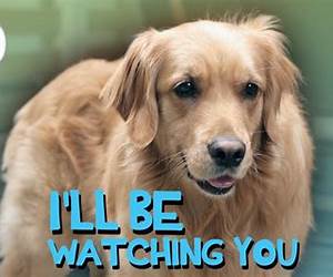 I Will Watch You: Four short tales of Jewish love and lust I Will Watch You: Four short tales of Jewish love and lust