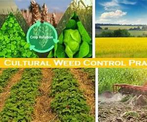 Integrated Pest Management for Cultural Heritage Integrated Pest Management for Cultural Heritage