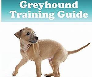 Italian Greyhound Training Guide. Italian Greyhound Training Book Includes: Italian Greyhound Socializing, Housetraining, Obedience Training, Behavioral Training, Cues \u0026 Commands and More Italian Greyhound Training Guide. Italian Greyhound Training Book Includes: Italian Greyhound Socializing, Housetraining, Obedience Training, Behavioral Training, Cues \u0026 Commands and More