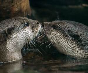 It's Nice to Be an Otter