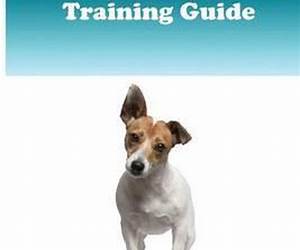 Jack Russell Terrier Training Guide. Jack Russell Terrier Training Book Includes: Jack Russell Terrier Socializing, Housetraining, Obedience Training, Behavioral Training, Cues \u0026 Commands and More Jack Russell Terrier Training Guide. Jack Russell Terrier Training Book Includes: Jack Russell Terrier Socializing, Housetraining, Obedience Training, Behavioral Training, Cues \u0026 Commands and More