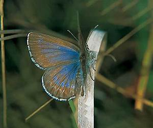 Karkloof Blue
