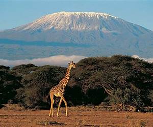 Kilimanjaro: prima che le nevi si sciolgano (Italian Edition) Kilimanjaro: prima che le nevi si sciolgano (Italian Edition)