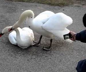 Killing Swans Killing Swans