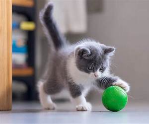 Kitty Kitten Has A Play Day (Kitty Kitten: Childrens Beginning Reader Books For Young Children (Childrens ebook, Bedtime Story for boys or girls age 46) Book 1) Kitty Kitten Has A Play Day (Kitty Kitten: Childrens Beginning Reader Books For Young Children (Childrens ebook, Bedtime Story for boys or girls age 46) Book 1)