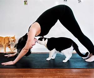 Kitty Yoga (mini book) Kitty Yoga (mini book)