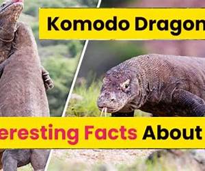 Komodo Dragons! Facts About Komodo Dragons