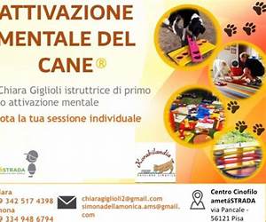 L'educazione mentale del cane