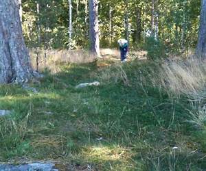 Leo i skogen