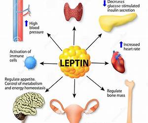 Leptin: Get Healthy The Natural WayGain Energy, Lose Weight, Overcome Leptin \u0026 Obesity