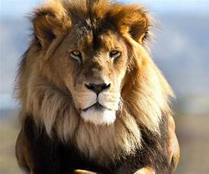 Lion (Chasing Rescued Love) Lion (Chasing Rescued Love)