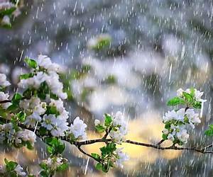 Lluvia de primavera