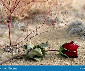 Lost Love
