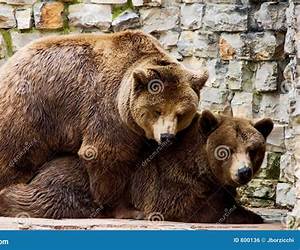 Loving the Bears (Crimson Hollow, #2) Loving the Bears (Crimson Hollow, #2)