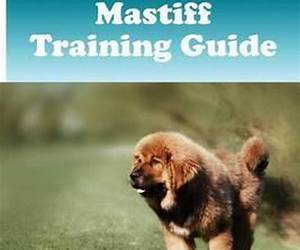 Mastiff Training Guide Mastiff Training Book Includes: Mastiff Socializing, Housetraining, Obedience Training, Behavioral Training, Cues \u0026 Commands and More Mastiff Training Guide Mastiff Training Book Includes: Mastiff Socializing, Housetraining, Obedience Training, Behavioral Training, Cues \u0026 Commands and More