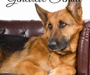 Matchmaking German Shepherd: Prequel to The Humane Society Mysteries