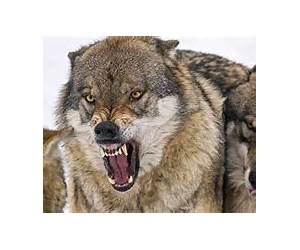 Meant for the Alpha Wolf Meant for the Alpha Wolf