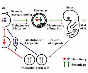 Medical Epigenetics (Translational Epigenetics) Medical Epigenetics (Translational Epigenetics)