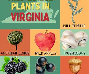Medicinal Plants of Central Virginia