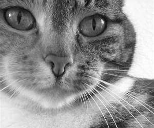 Meine Katzen