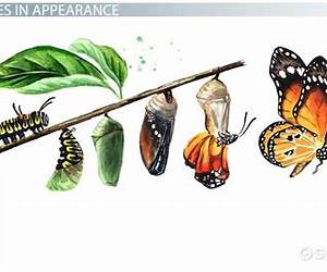 Metamorphosis (Scarlet Memories #2) Metamorphosis (Scarlet Memories #2)